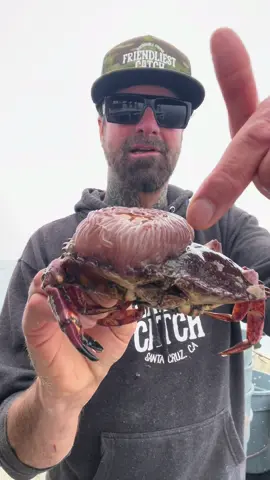 Ibiza Anemone Crab  #anemone #friendliestcatch #barnaclechronicles 