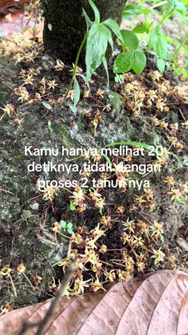 Salam petani kakao #fypkakao#petanimuda#petanimilenial#hargacoklat#coklatsulteng