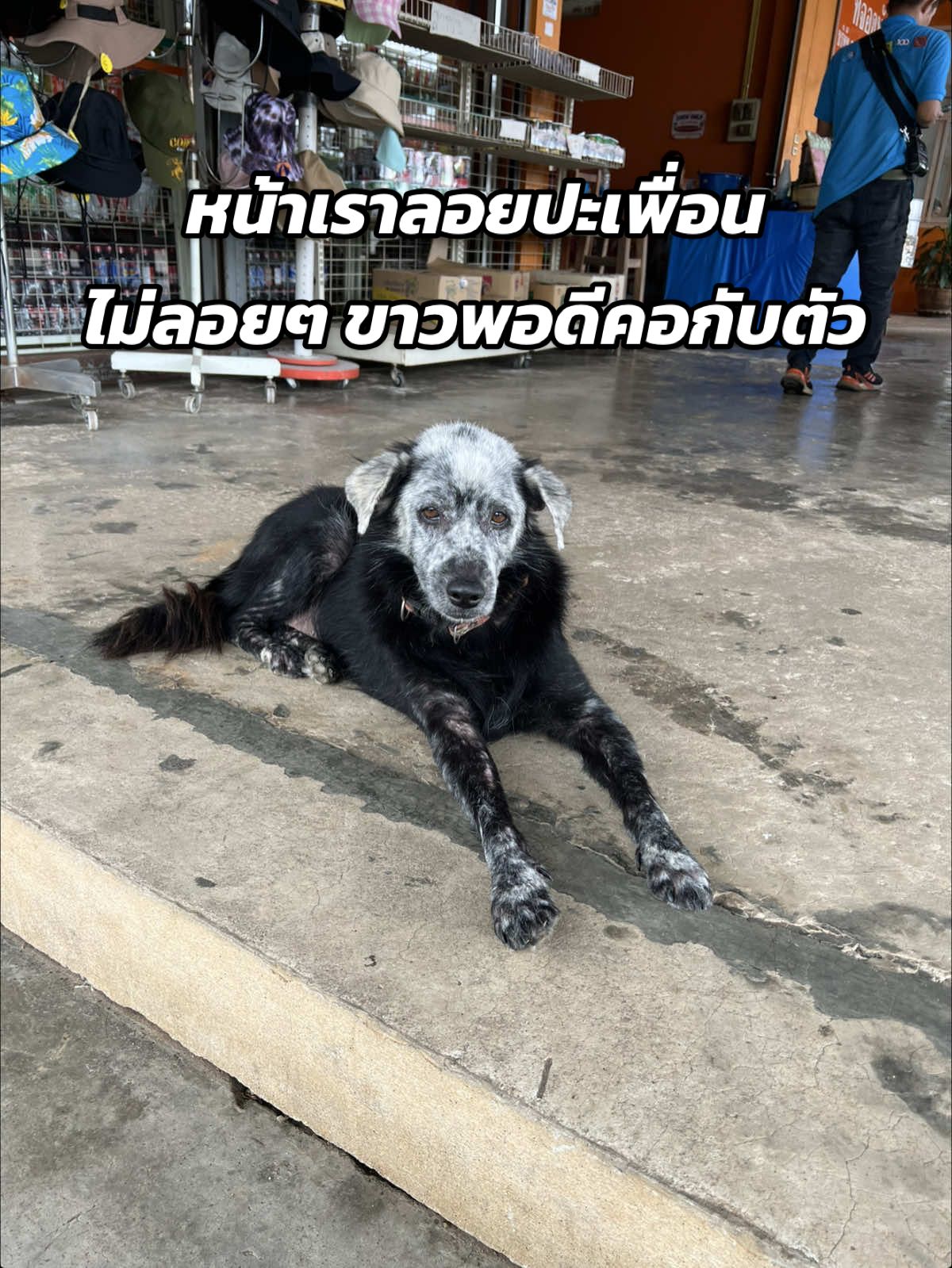 ฉันแต่งหน้าไปทำงานในทุกวัน #มีม #หมา #หมาตลก #ตลก 