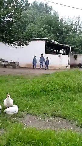تین لڑکے تین مرغیاں 😂
