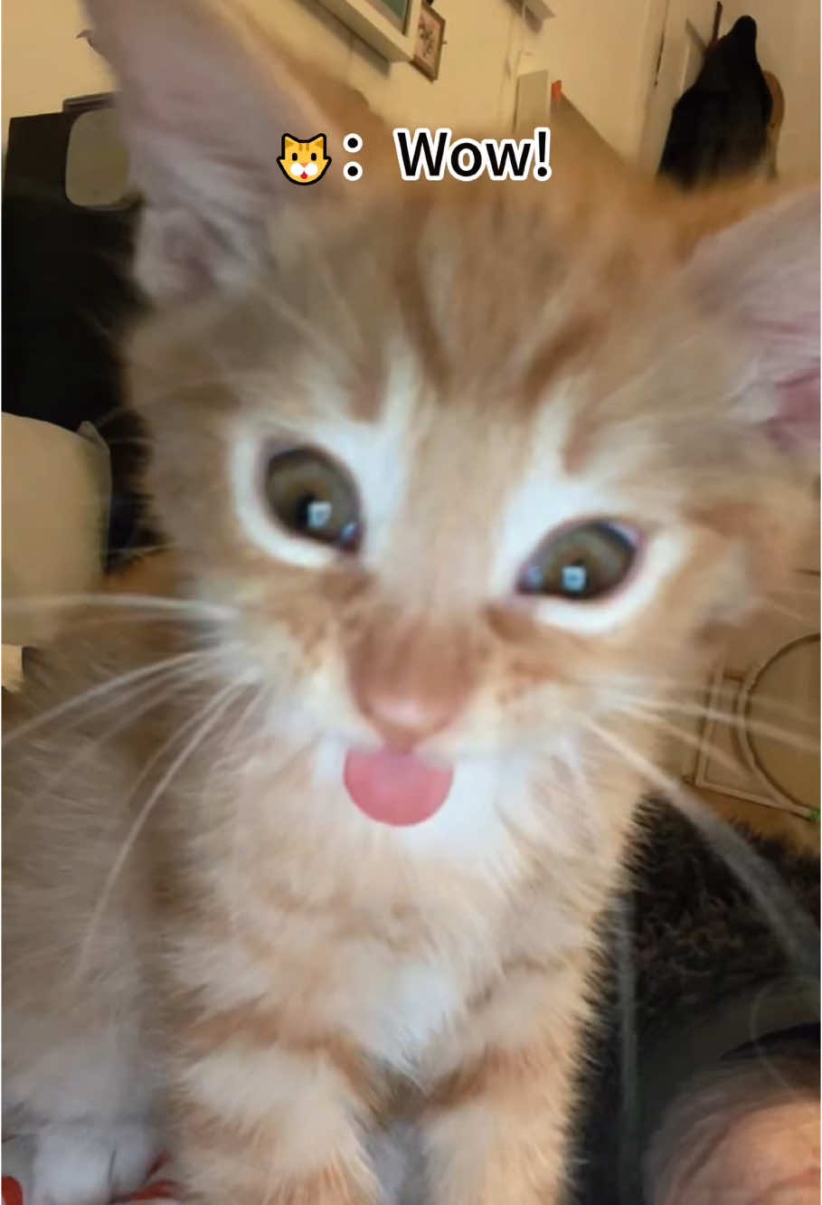 Cats with orange fur that are just absolutely funny 😄 #fyp #funny #catfortiktok #cat #pets #cute #catsoftiktok#foryou#cats#funnyvideos #catlover #funnycats#funnyanimal #catlife