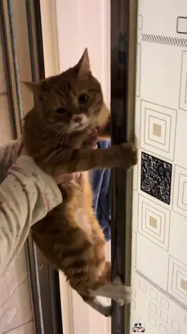 Cats hate bathing😳😩#olebrandselect #kittensoftiktok #catsoftiktok #usa🇺🇸 #cutecat 