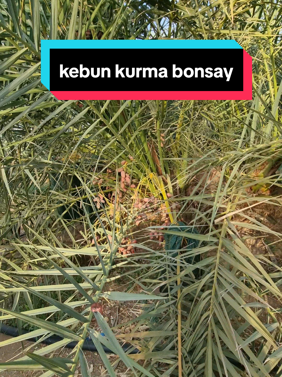 Luar biasa !! Kurma bonsay tapi berbuah lebat di madinah #fyp #makkah🕋 #haji2025 #umroh2025 