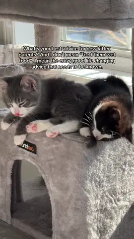 Drop your best kitten advice, they’re 6 months now, but any advice is good advice!! #minnieandbenji #kittens #kittenlove #kittentiktok #brothersister 