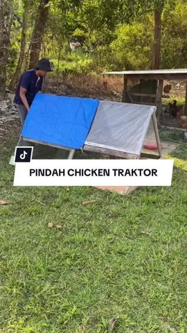 PINDAH CHICKEN TRAKTOR Bila rumput dah habis licin kita pindah dekat tempat yang banyak rumput. Kebersihan pon terjaga. Yang penting rajin. Full vid dekat yt ye. #rebanayambergerak #jomdiy #sumbermakananayam #makananayam #rebanmurah