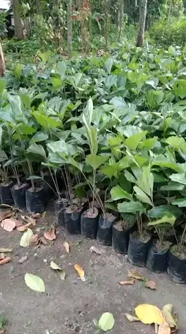 bibit aren genja Kita ready banyak bossku yang berminat silahkan tanya tanya bibit di jamin unggul  #aren  #gulaaren  #bibitaren 