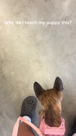 Don't wait until your working dog is an adult and crazy and trying to muzzle fight the vet. Teach the control early on so you can apply it to real life situations as needed later in life. Using a source focus for her shot was a big step for her. It wasn't super clean but I couldn't ask for better from a working puppy that doesn't to anything but move and fight discomfort