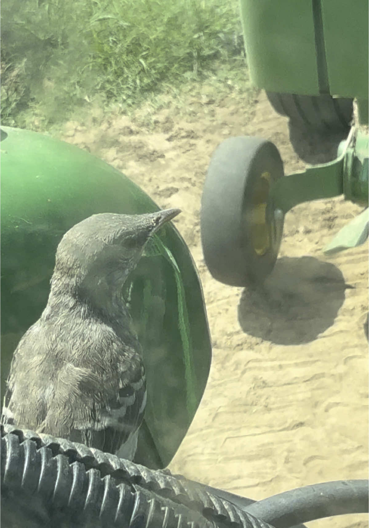 G-Line Ranch check out my new #friend 🤷🏾‍♂️