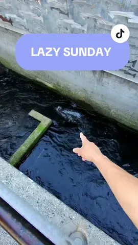 POV: Lazy Sunday in Ballard  #fyp #seattle #seattletiktok #corteezyy #ballard 