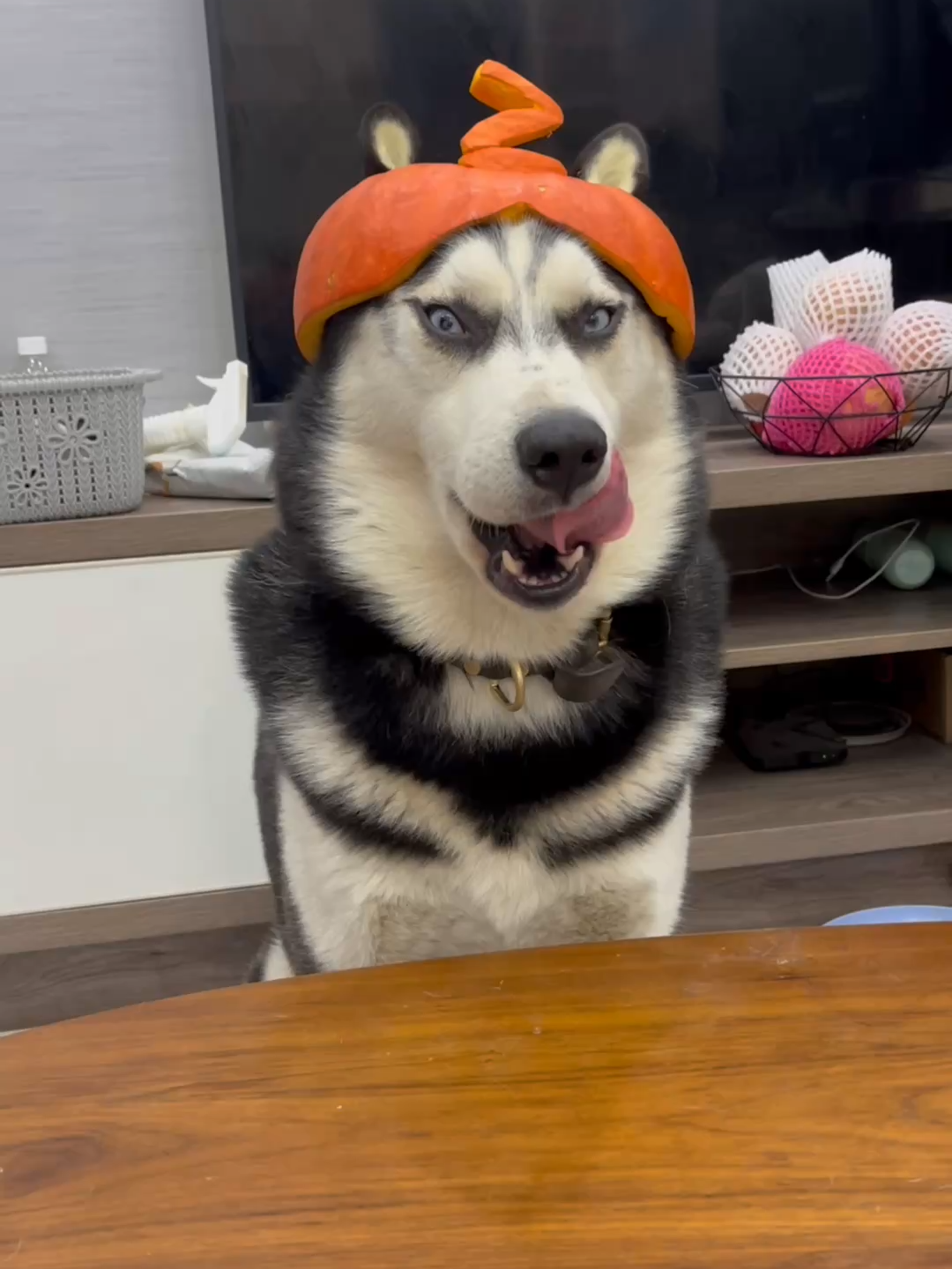 #pet #dog #foryou #fyp #funny #cutepetsna #husky