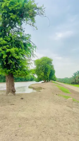 پھنجي وطن جا وڻ ٿا ياد اچن Foryou #foryoupage #viralvideo #sindhisong #fyp #viral #shahzadhussainkanhar 