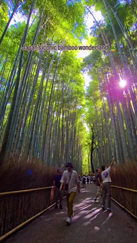 Step into another world at the Arashiyama Bamboo Grove 🌿✨ Located on the western outskirts of Kyoto, this iconic path winds through towering bamboo stalks that sway and whisper with the wind. Walking here feels like stepping into a scene from a dream—or a Studio Ghibli film. Arashiyama isn’t just beautiful—it’s a designated ‘Soundscape of Japan’ because of the unique rustling of the bamboo leaves and creaking of the stems, something you can only truly appreciate in person. Best visited early in the morning to avoid the crowds, the grove is part of the scenic Arashiyama district, where you’ll also find the historic Tenryu-ji Temple, charming bridges, and seasonal cherry blossoms. 📍 Location: Arashiyama, Kyoto, Japan ⏰ Best Time to Visit: Sunrise or just after dawn for peaceful, crowd-free moments 🎟 Entry Fee: Free 💡 Tip: Bring a wide-angle lens to capture the towering bamboo in all its glory. If Kyoto is on your bucket list, this should be at the very top #kyoto #japan #arashiyama #bamboo #bambooforest 