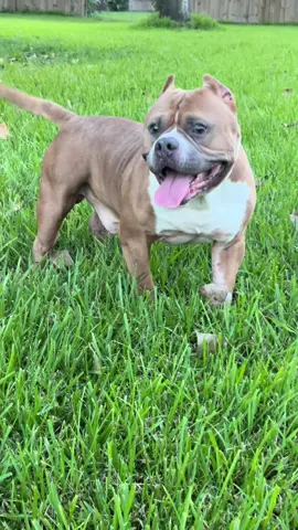 King Kong & Stella #americanbully #XL