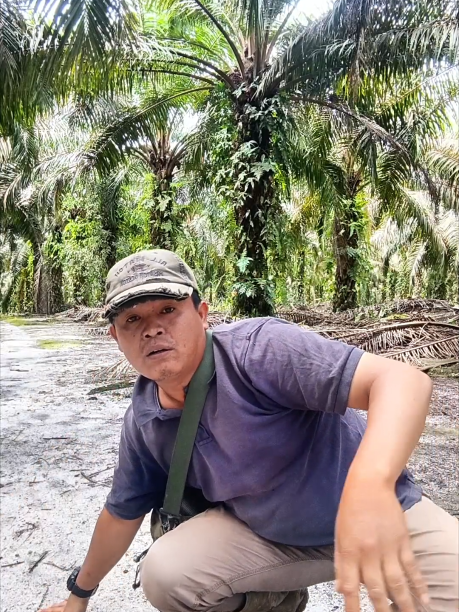 Membalas @agung.eka98 bukan begini juga cara nya 😭 #kelapasawit #sawitindonesia #mandorsawit #planters #kalbar #kebunsawit #kalimantanbarat 