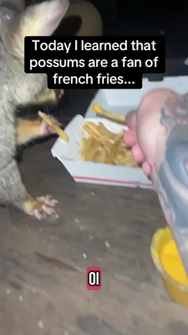 I need to get a pet possum after watching this 🥹😂 #RoadTo19M #Pubity  (@lorettathedon via ViralHog)