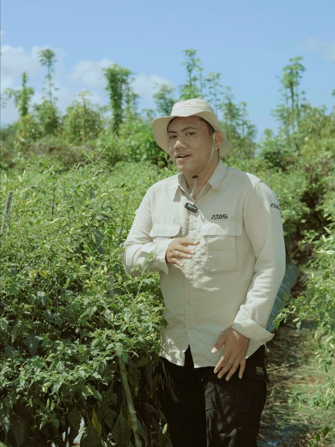 pulihkan daun tanamanmu yang terserang hama thrips dan kutu daun dengan semprot rutin Fulka+Insektisida seminggu 2X saja! #pertanian #cabe #petanicabe #fulka