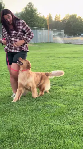 Moxie is THE diva @Sav the Dog Nerd #heel #prancingdog #flashy #goldenretriever #showline #blondesdoitbetter #DogTraining 