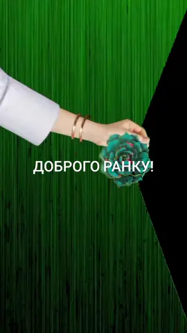 Доброго і спокійного ранку вам і вашої оселі!#спокій #квіти #гармонія #сонце #