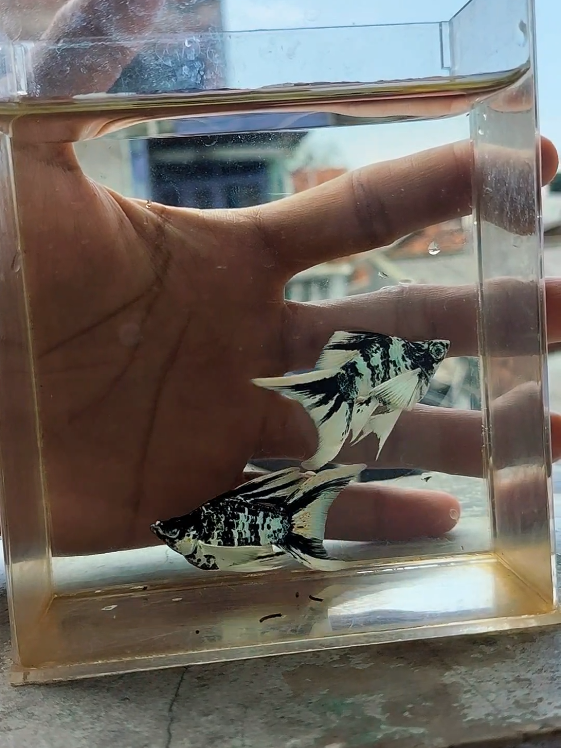 platinum zebra blue eyes semi veiltail.  .  #platinumzebra #crystalmolly #mollyfish #mollyzebra #zebramolly #mollybalon #ballonfish 