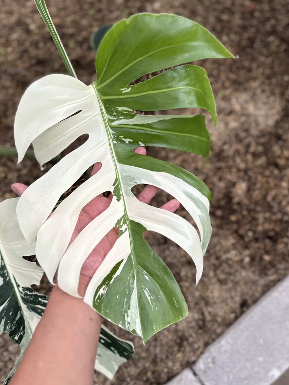 Monstera Variegated  #monstera #monsteradeliciosa #monsteramint #monsteravariegata #monsteramonday #plant #plantlover 
