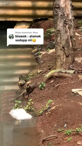 Membalas @Aksa #fyp #arwana #ikanarwana #sungai #biawak 