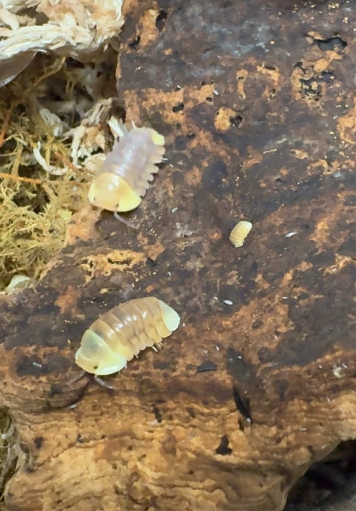 Just doing their isopod-y thing #isopod #isopods #rolypoly #rolliepollie #bugs #bioactiveenclosure #rubberduckyisopods #bioactiveterrarium 