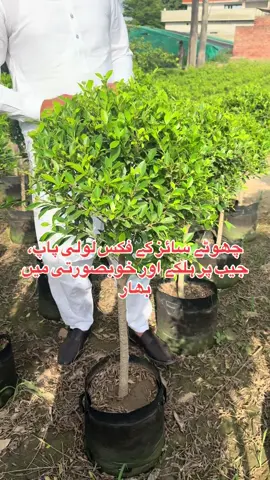Garden #decoration #fyp #viraltiktok #plants #viralvideo #foryoupage 