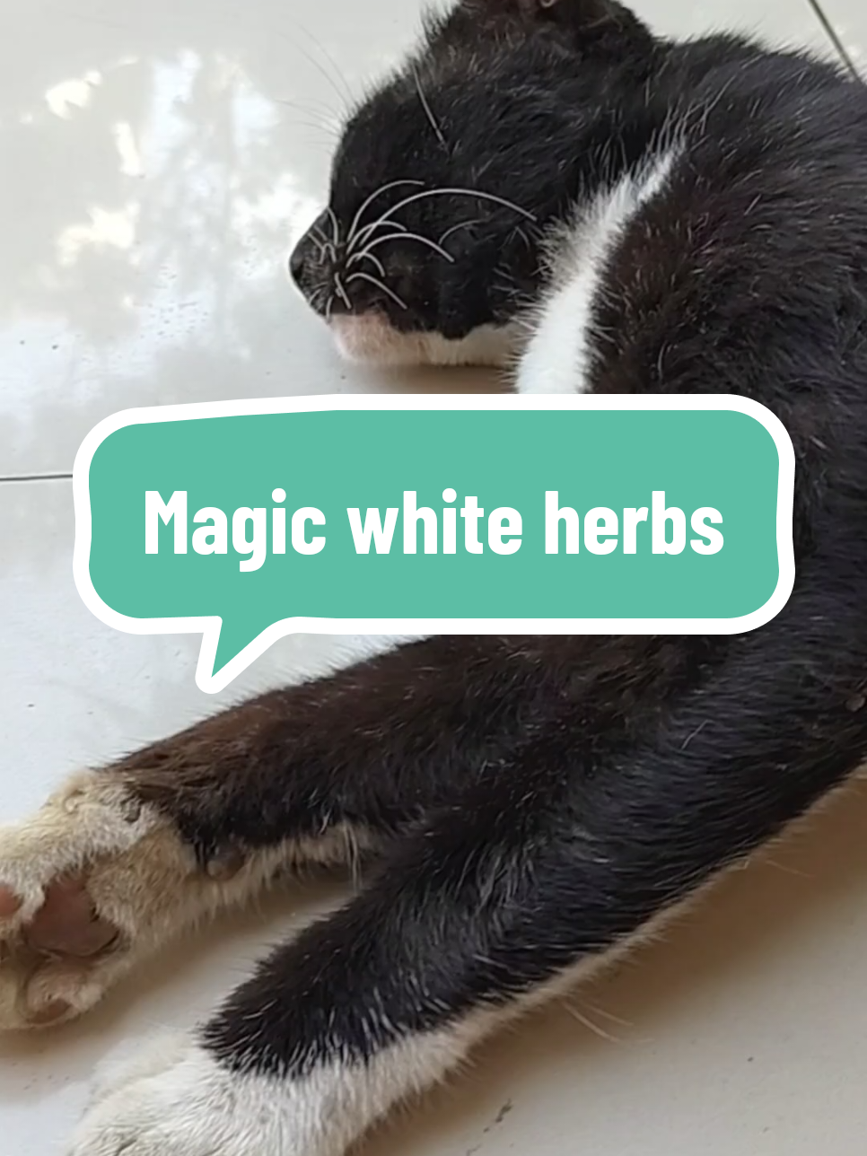 Kucing flu berat atasi aja dengan magic white herbs dewarangga merupakan solusi tepat untuk mengatasi flu berat pada kucing, melegakan saluran pernapasan dan mengatasi mata belek anabul #kucingflu #flukucing #obatflukucing #obatkucingflu #magicwhiteherbs #dewarangga 