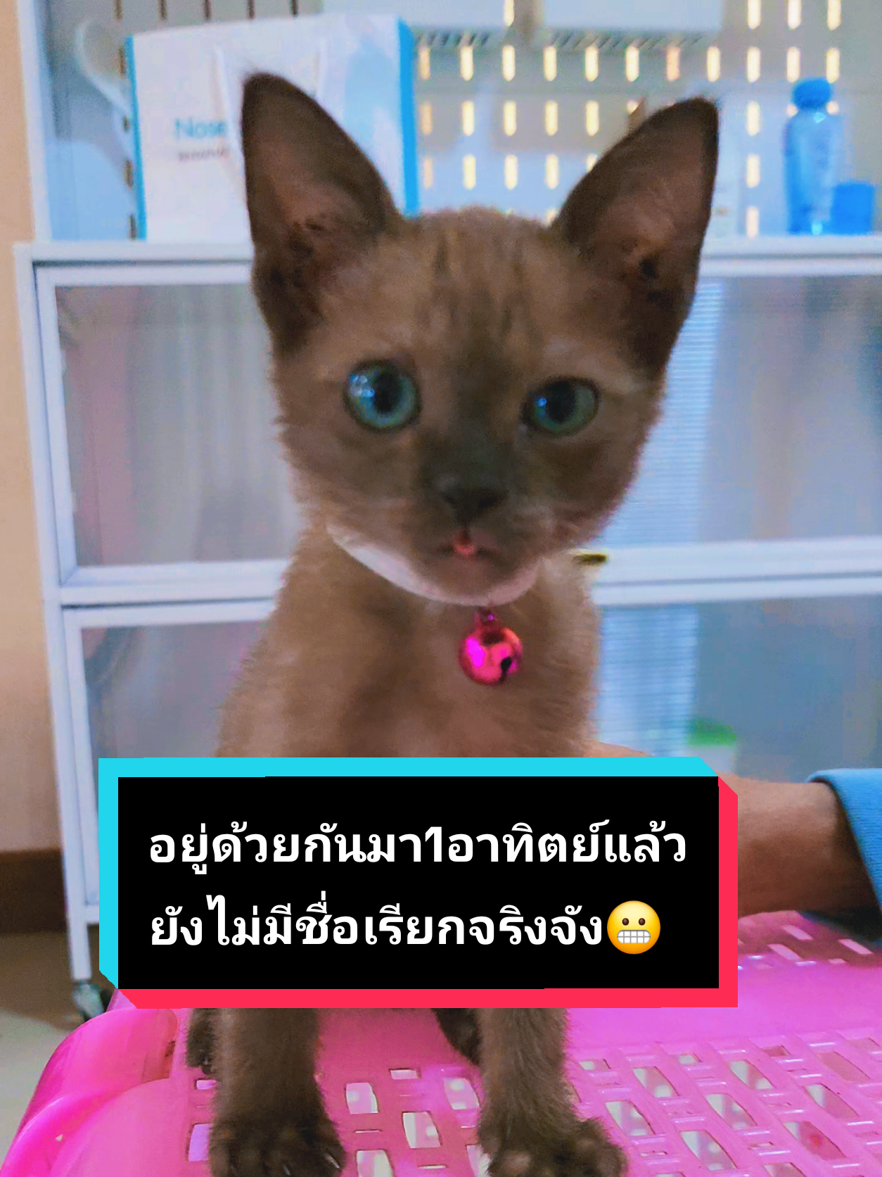 ตอบกลับ @beebee3321 ยังไม่ได้ตั้งชื่อแบบเป็นทางการครับ อยากได้ชื่อที่ออกแนวอาหารหรือขนมไทยครับ😊 #แมวน่ารัก #แมว #ทาสแมว #ฟีด #เทรนด์วันนี้tiktok 