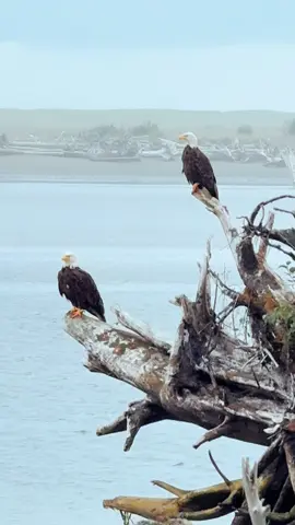 Broooo, I love #eagles - #alaska #nativetiktok #IndigenousTikTok 