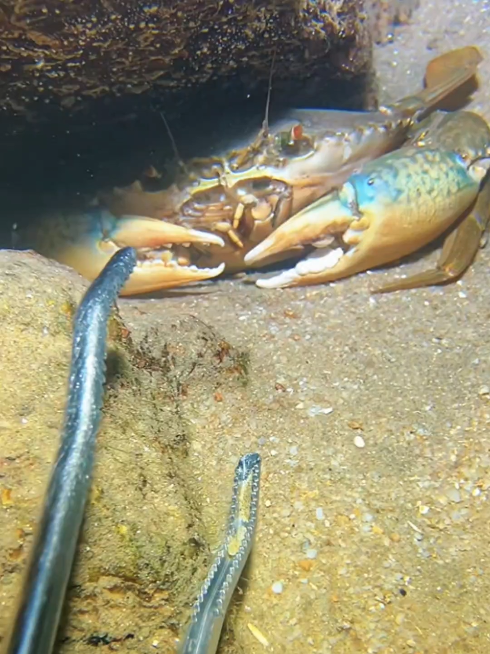 #diving #crab #catchthesea #seaside #seafood #fish #eel #lobster #seangsolofishing