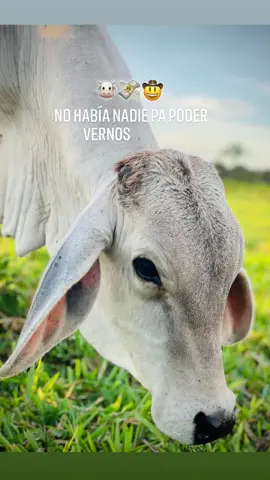 🙇🏾‍♂️#ganaderia 