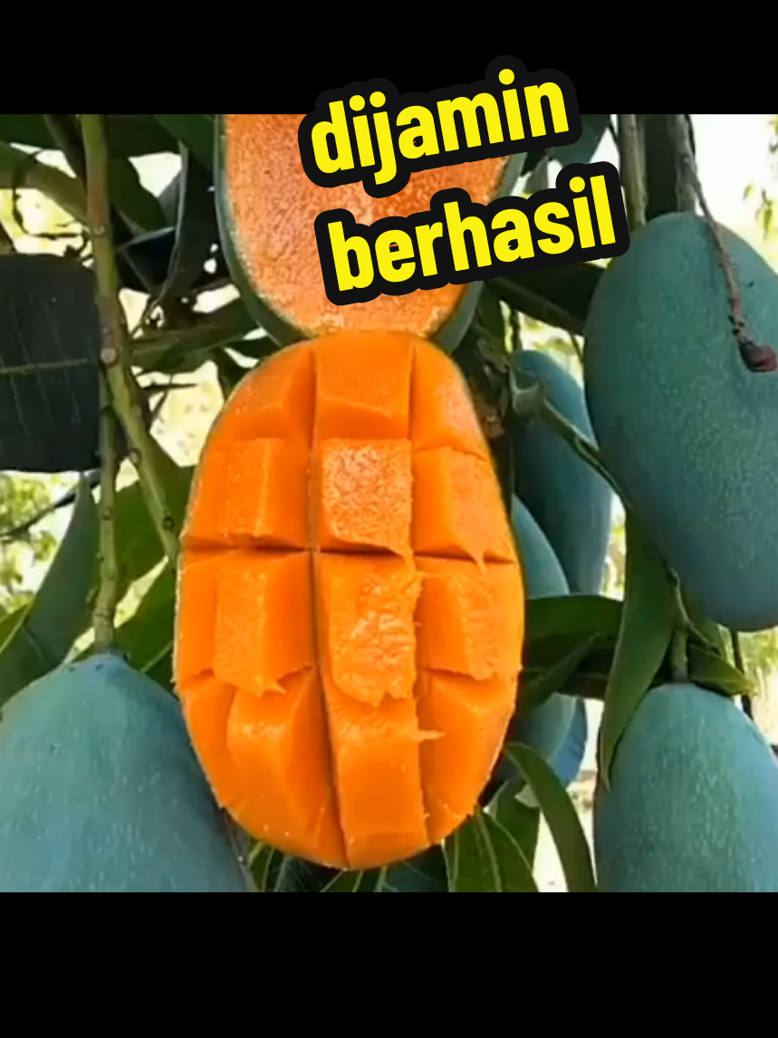 cara melebatkan pohon mangga yang sulit berbuah #petaniindonesia🇮🇩🇮🇩🇮🇩🌿🌿 #pyfツ #mango 