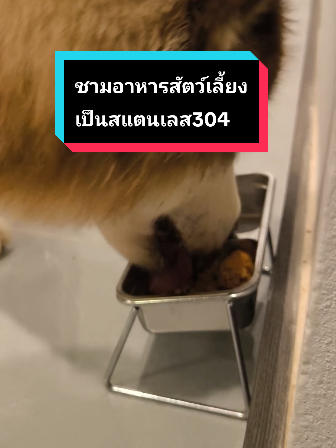 สแตนเลส304 ทนแดด ทนฝน กันสนิม เลิศจัดๆ  #ชามอาหารสัตว์เลี้ยง #ชามอาหารและน้ําสัตว์เลี้ยง #ชามให้อาหารสัตว์เลี้ยง #หมา #สุนัข #หมาน่ารัก #สัตว์เลี้ยงtiktok 