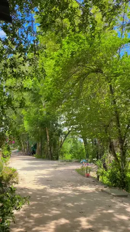 Một chieu mot chieu ve tham chốn xưa 🥰🥰🥰#nhachaymoingay ##nhacnayhay #fyp #viralvideo #xuhuong #canhchillvungque🌾 #canhdepmientay #canhchill #67angiang 