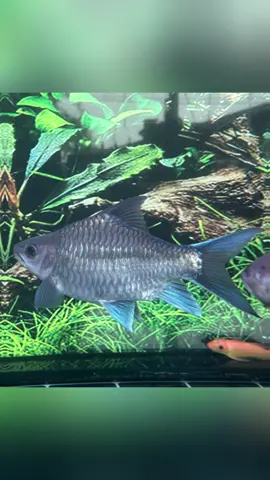 Pesona ShortBody #foryou #kelah #mahseer#mahseertankindonesia #kelahshortbody #lubuk_ampang 