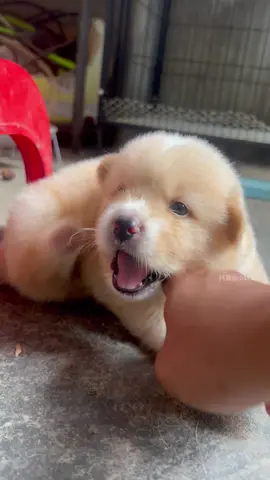 #dog #dogsoftiktok #dogbarking #tiktok #foryou 