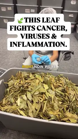 Most people know about soursop fruit, but the leaves are where the real healing is. We hand-sort every single one to make sure you get only the best. Soursop leaves have been used for generations to support immunity, fight inflammation, calm the nerves, and even target abnormal cell growth. This isn't hype. It's real, ancestral medicine.