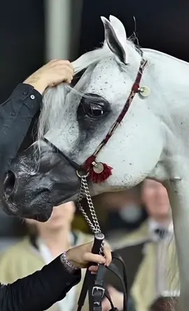 #خيل #خيل_عربي #خيل_عربي_اصيل #أكسبلورر #أكسبلور_تيك_توك🌹🌹nora_norica 