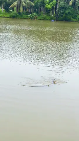 Có thể là con cá để đời của lure thủ🥹