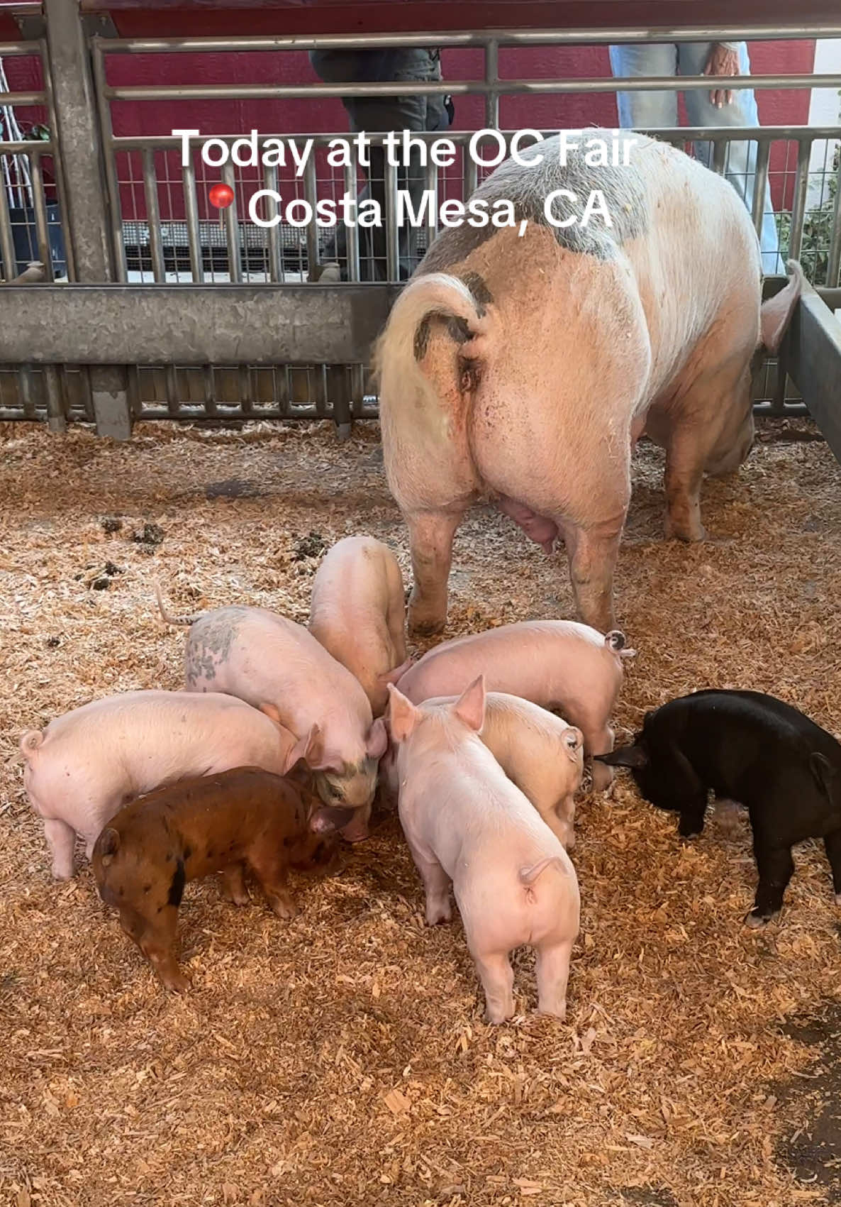 Poor piglets 🐷😭 #ocfair #orangecountyfair #fair #orangecounty #piggy 