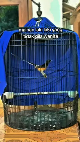 tetep konsisten #muraibatu #muraibatuindonesia #kicaumania #kicaumaniaindonesia 