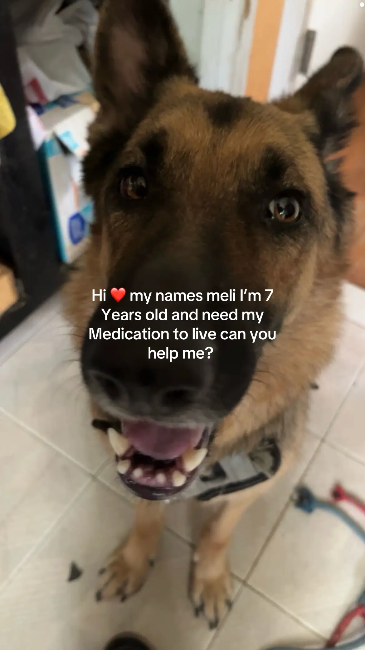Unfortunately, Melis medication and vet visits have become way too much money for me and I need help. She does require monthly checkups and has an MRI visit next week.  it did advise putting her down if I could no longer afford her medication but with your help, Ik we can. her donation pool is in the bio please consider donating #a#anglesmatterc#considerater#ragebaitdogf#funnydogvideos