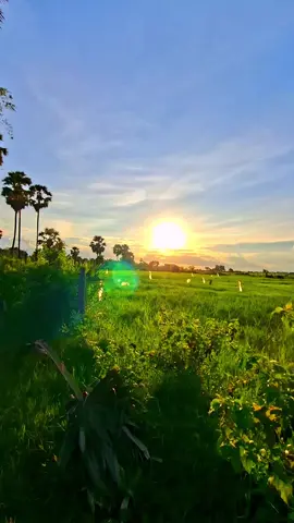 #🌅🖤🍀 #ទេសភាពស្រុកស្រែ🌄🏜️🌱🌼🌾🐟 #🌾🌾🌾 