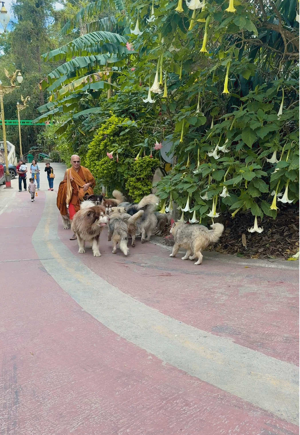 เจอแก๊งค์อลาสกันภูทับเบิก 🐶🥰 #หมาวัดป่าภูทับเบิก #วัดป่าภูทับเบิก 