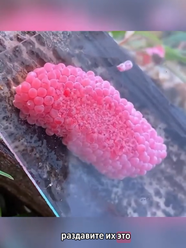 #яблучнаулітка #шкідники #яблука #садівництво #агро   #fyp #viral #tiktokvideo #nature #insects #gardening #pestcontrol #trending #plants 