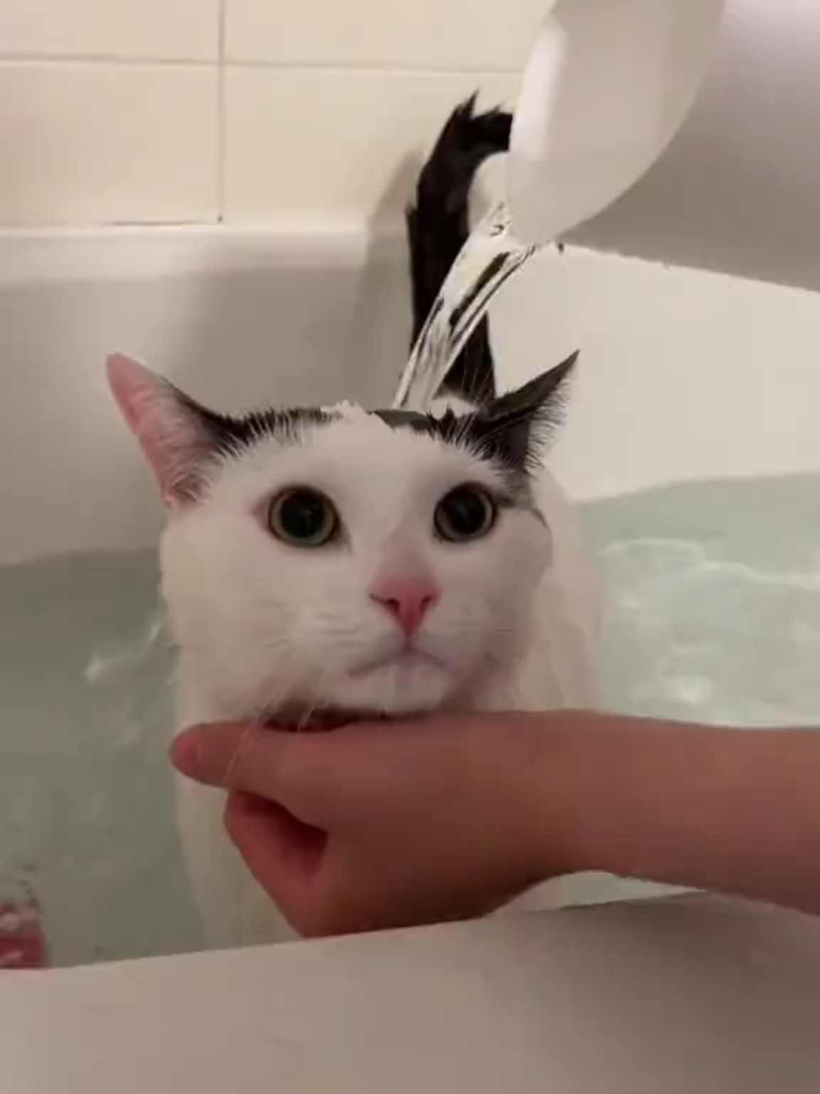 #cat #kitty #kittycat #fyp