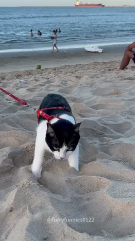 The cat on the beach❤️❤️❤️#fyp#foryou#funnycat #cutecat#funnytiktok#kitten#pet