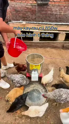 1tr280k là có một máy xay rau củ rồi ạ.. #channuoiga #chivlog93 #chibandotienich #nongdan #nongnghiep #nongthon #channuoi #channuoiheo #bophoveque #mayxayraucu 
