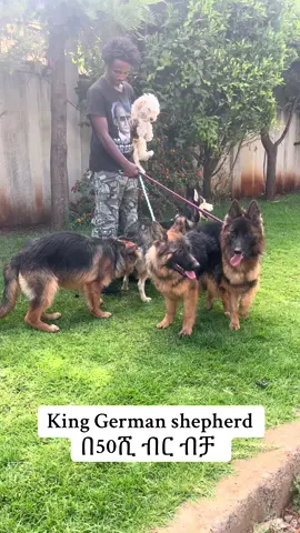 King German shepherd puppy available for sale ☎️0975827255 #longcotgermanshepharddog #germansheperdpuppy #kinggermansheperd #ethiopian_tik_tok🇪🇹🇪🇹🇪🇹🇪🇹 